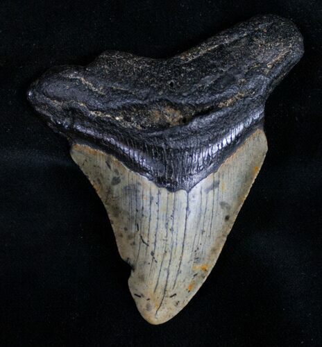 Bargain Megalodon Tooth #10502